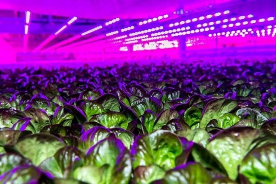 Siemens agricultura vertical