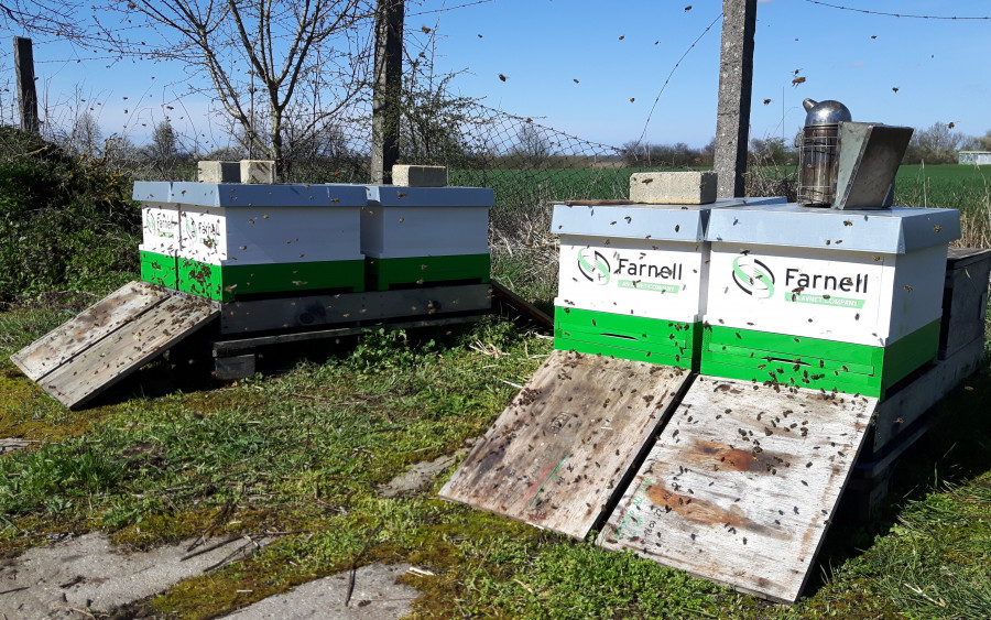 Farnell beehives